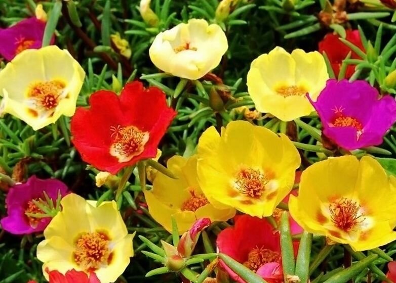 Фото с сайта https://pro-dachnikov.com/