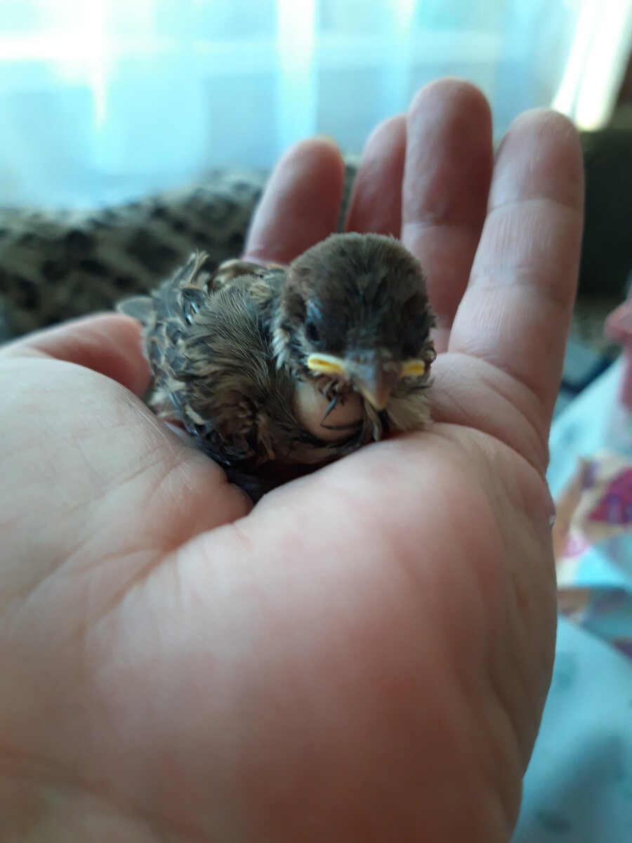 Мой желторотик