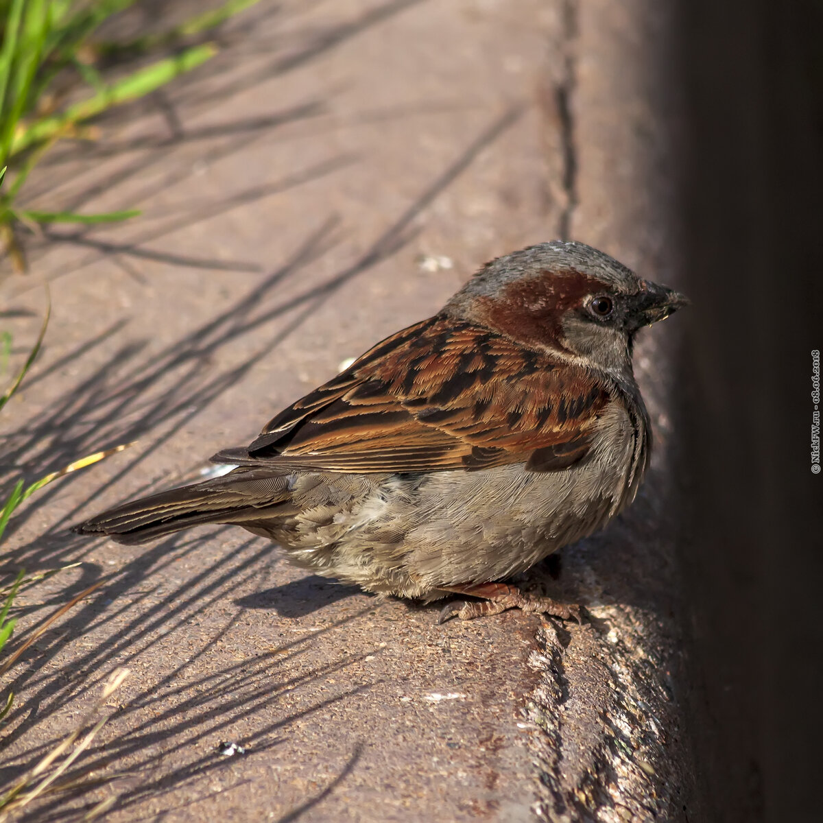 Воробушек 10. (семейство воробьиных). Домовый воробей слеток. Воробей птица. Домовый воробей.