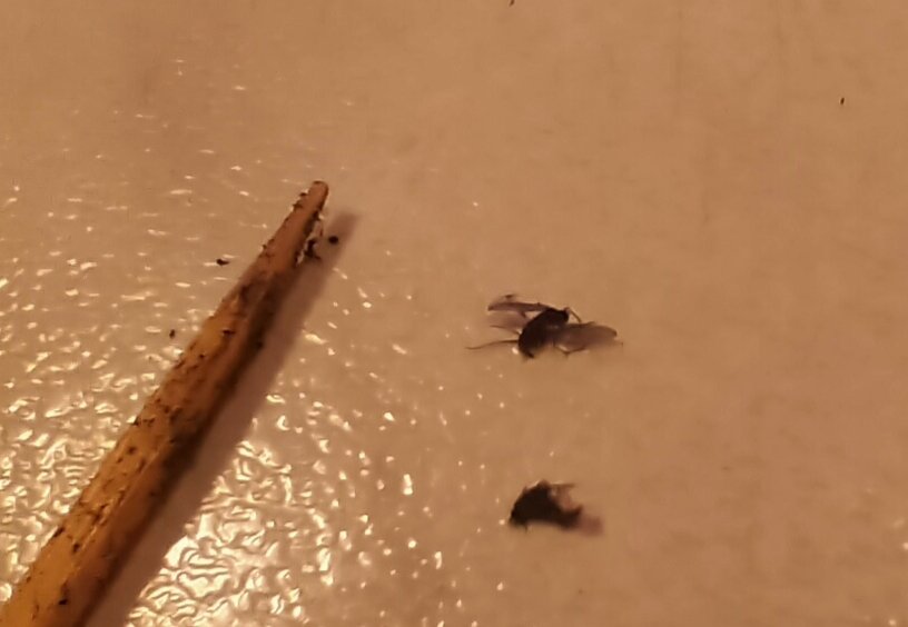 Пойманы и придавлены. Свежая добыча, так сказать.