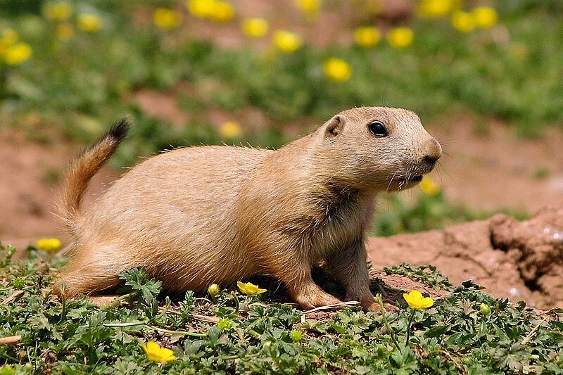     Посмотрите на двух луговых собак, которые каждое утро приветствуют свою хозяйку