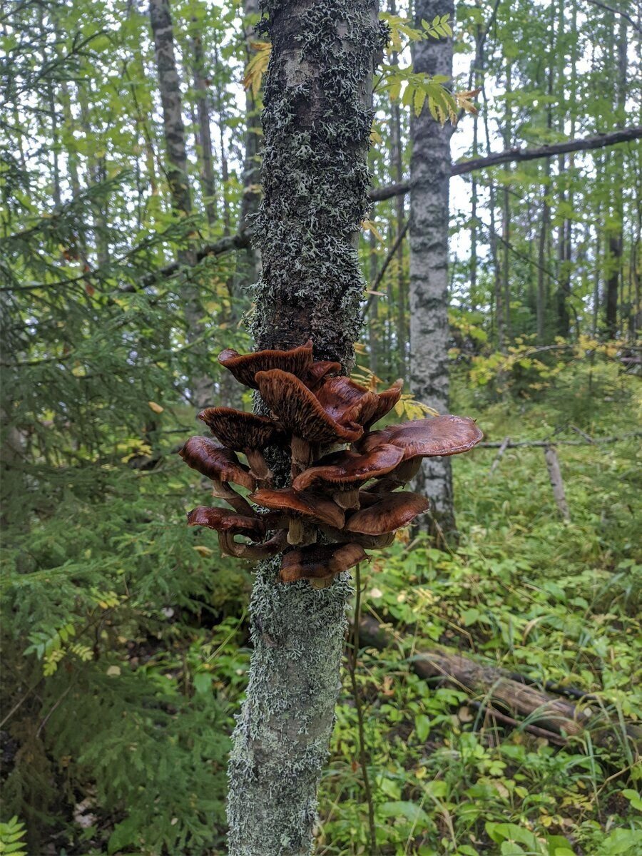      А эти уже переросли, фото автора