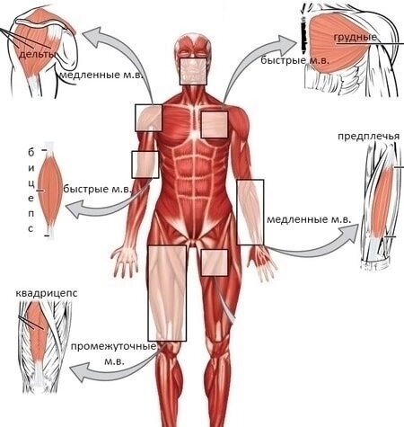 Схема видов мышечных волокон