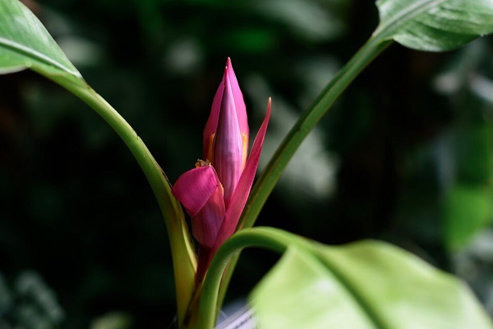     Вот так цветет бархатный банан. Фото: пресс-службы ТГУ.