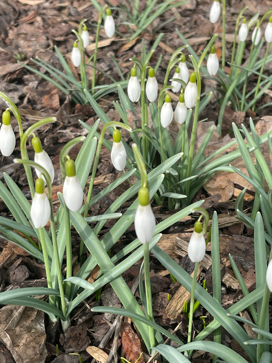 На полянке первоцветов подснежники и крокусы