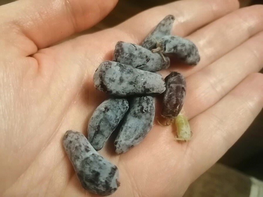    Как вырастить жимолость: «Дачная помощь» от владимирского филиала Россельхозцентра