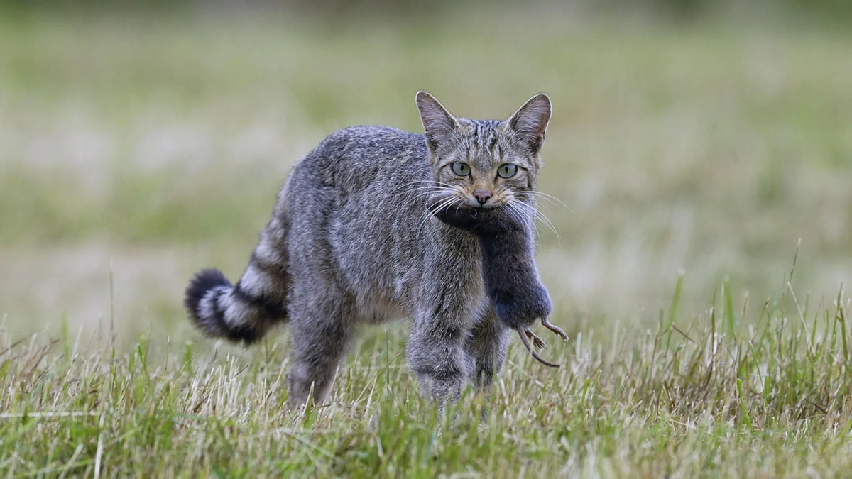 🐱Что значит 