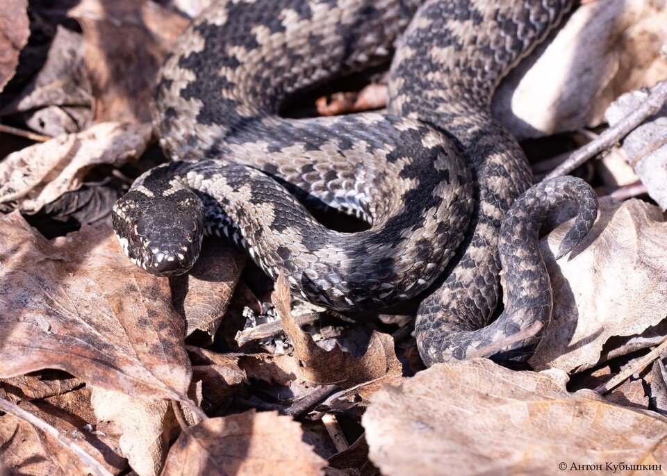    Гадюки повыползали из норок, чтобы отогреться на солнышке / Фото: Грибы и Грибники СПб/Антон Кубышкин