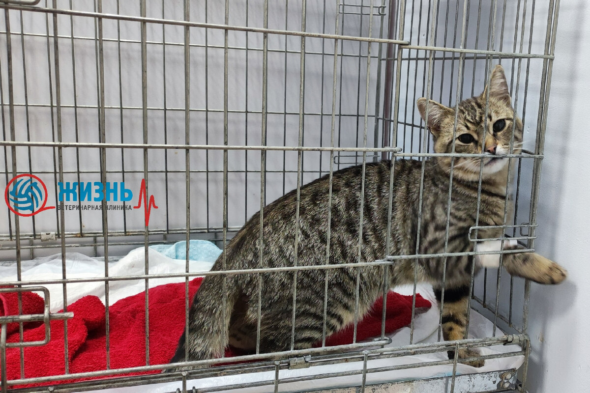 Кастрация кота в ветеринарной клинике в Калуге "Жизнь"