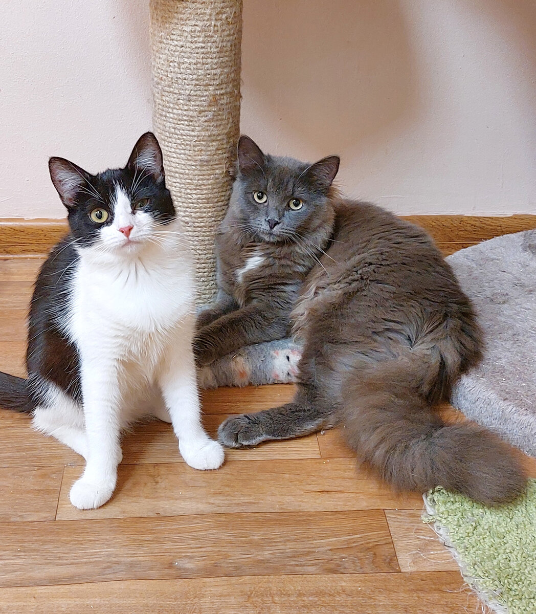 Маска и Дым позируют. Здесь у Маски подбит глаз)) сейчас все ок.