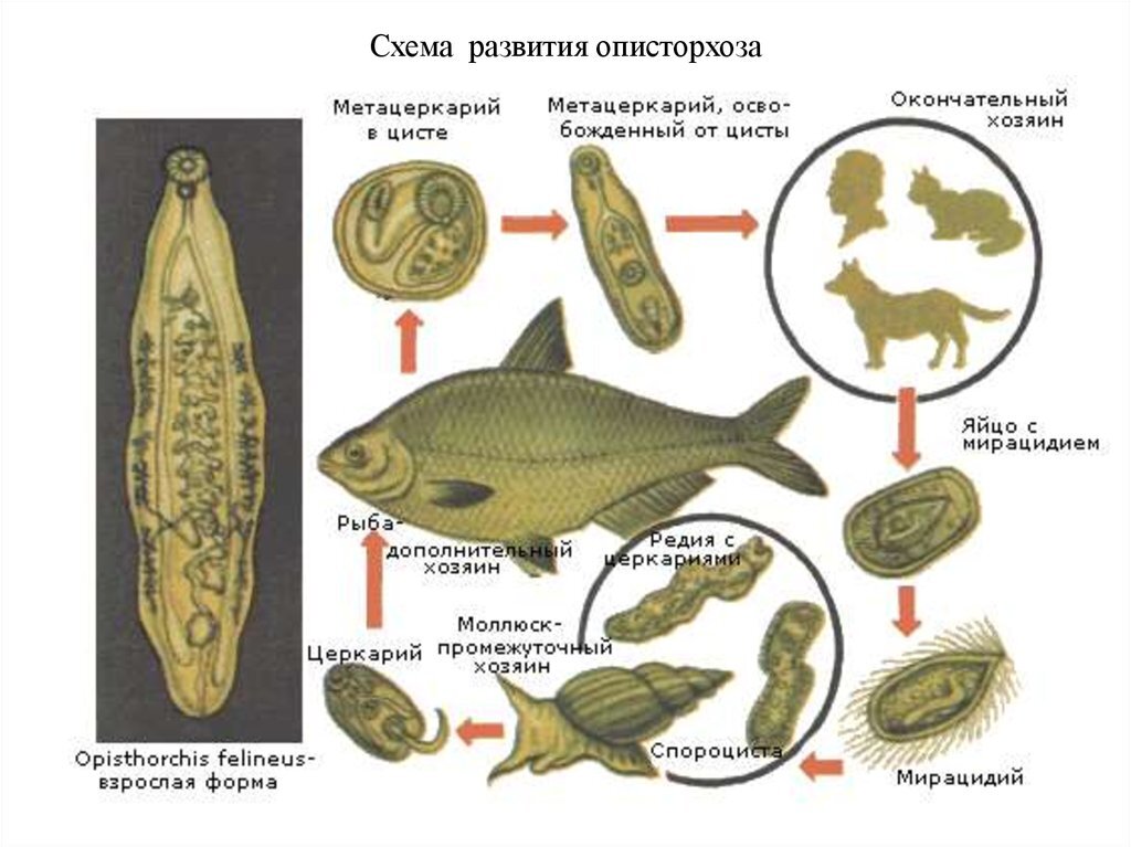 Описторхоз в рыбе картинки