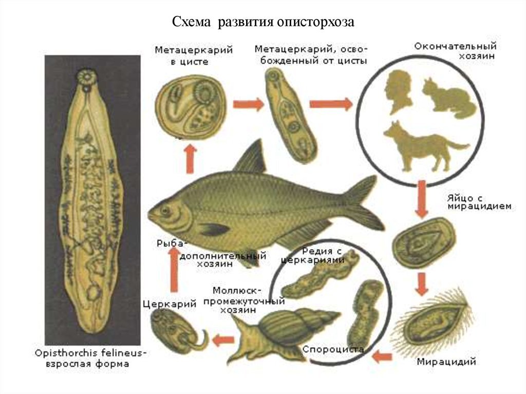 Цикл развития цисты. Описторх жизненный цикл. Описторхоз цикл развития. Схема жизненного цикла гельминтов описторхоз.