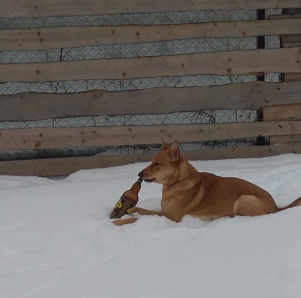 Это февральское фото. Бутылку из под кваса жуёт. Зимой по участку бегать и валяться можно везде. Никто слова не скажет))) (фото из личного архива)