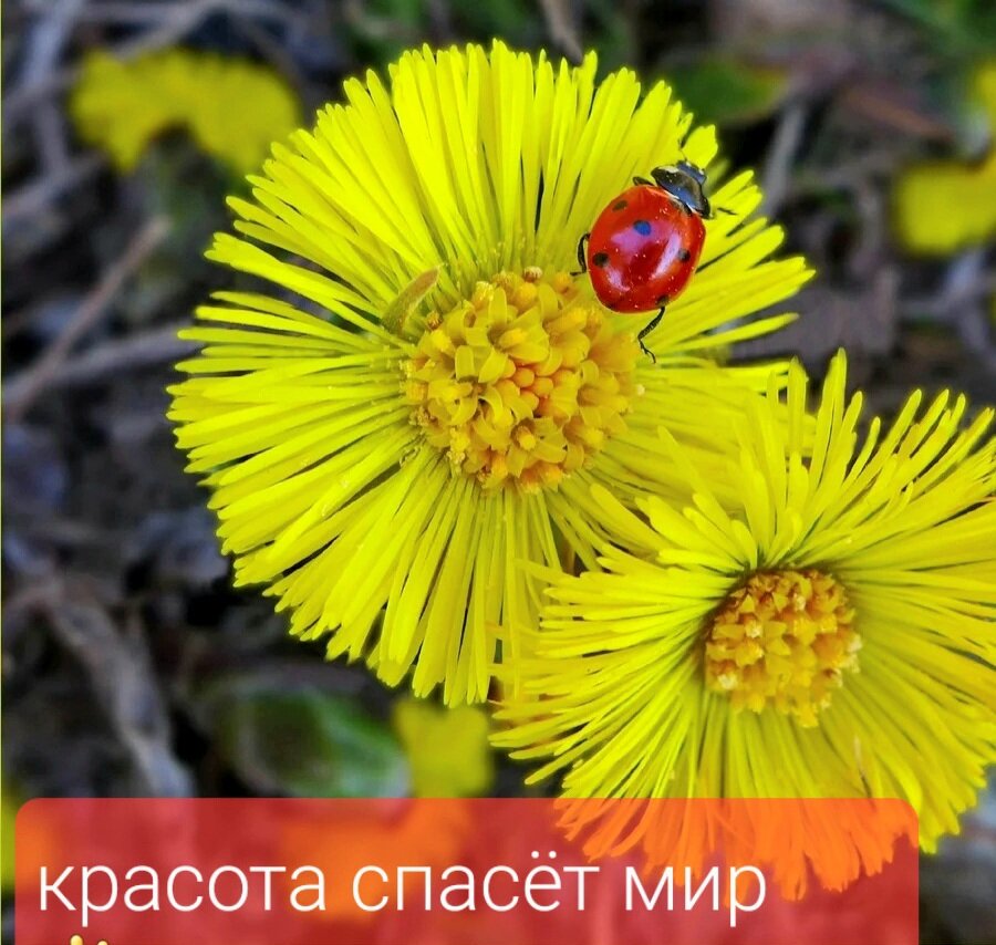 Май.