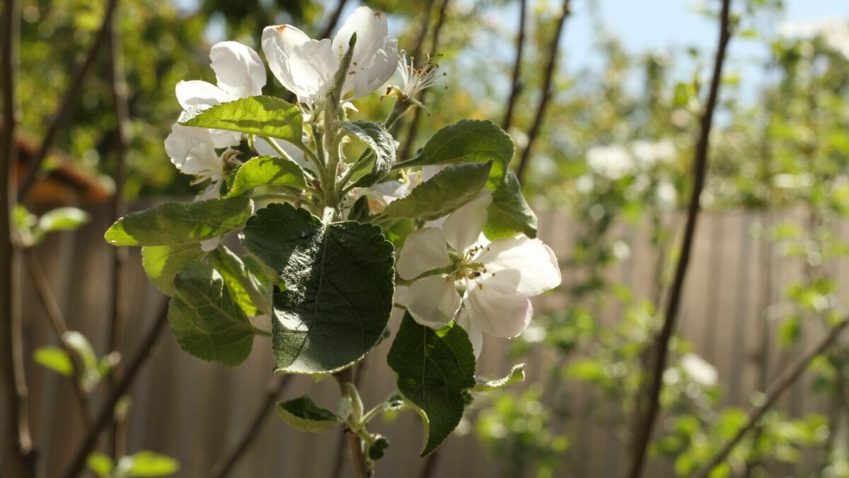     Дождей в республике не ждут.