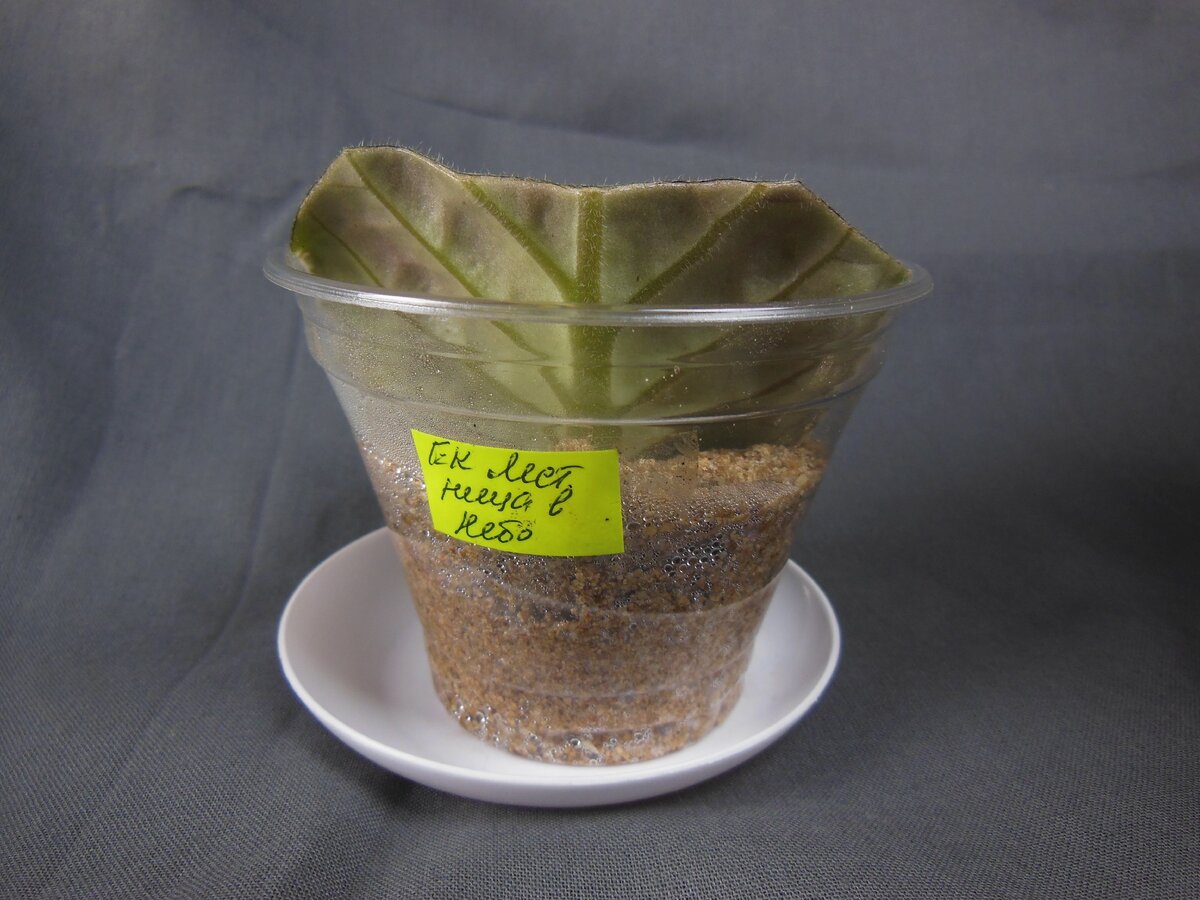 Фрагменты листовой пластины 'ЕК-Лестница в Небо'