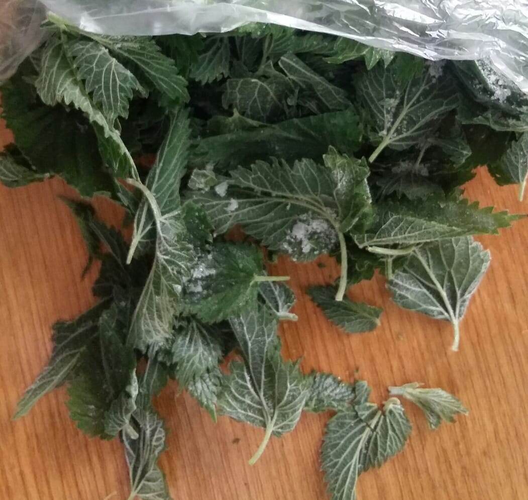 Так выглядят замороженные листья крапивы (фото автора)