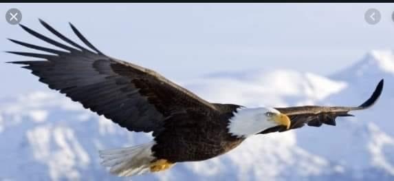 Орлы в дикой природе