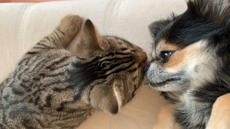 Мои питомцы