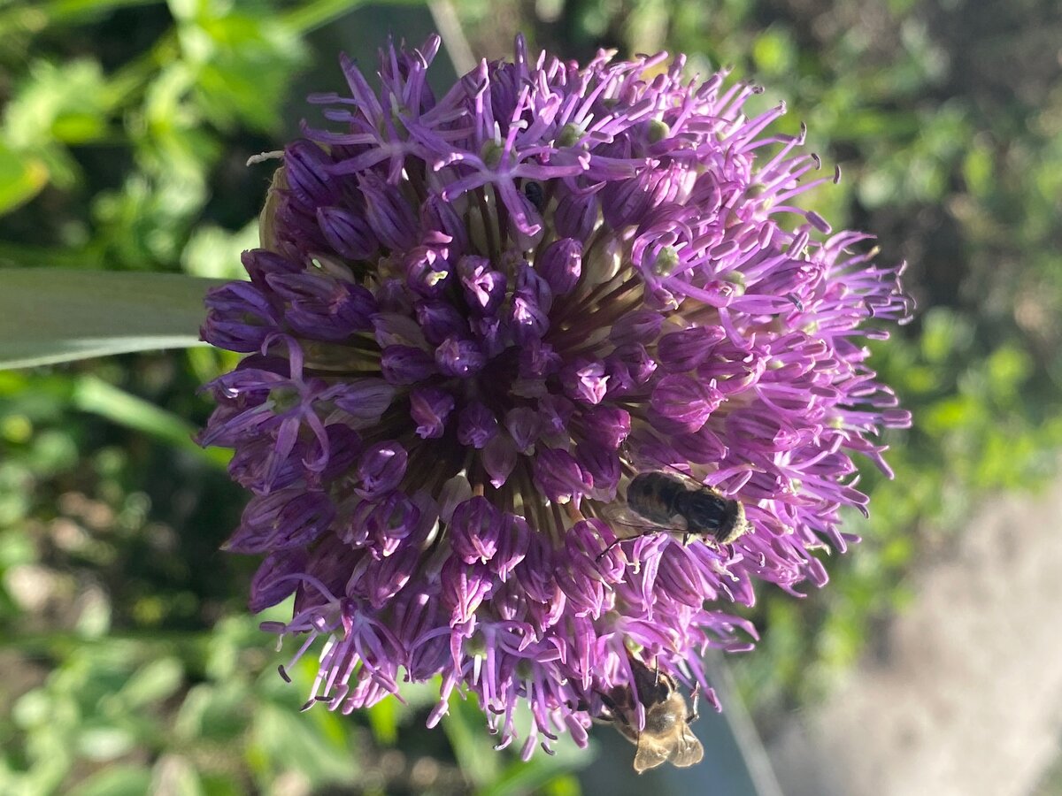 пчела собирает нектар