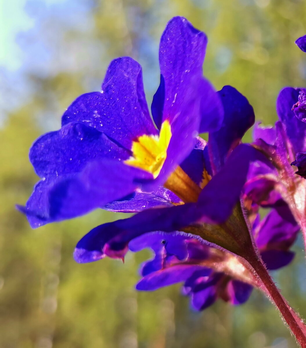 Примула "Ты и я". Primula tommasinii ‘YOU and ME’ Дата снимка 11 мая 2020