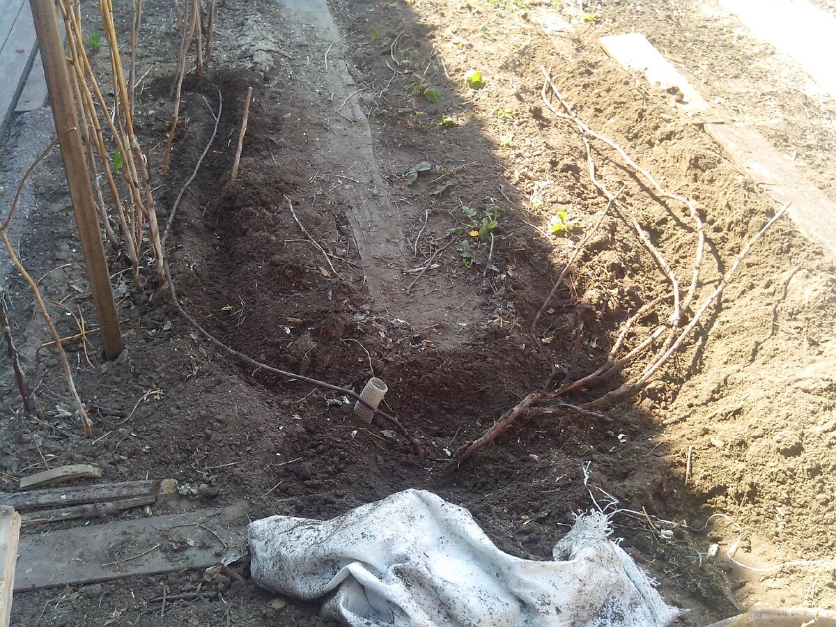 виноград ранней весной. когда открыт виноград. виноград после зимовки. когда открыт виноград. весеннее опрыскивание медным купоросом винограда.