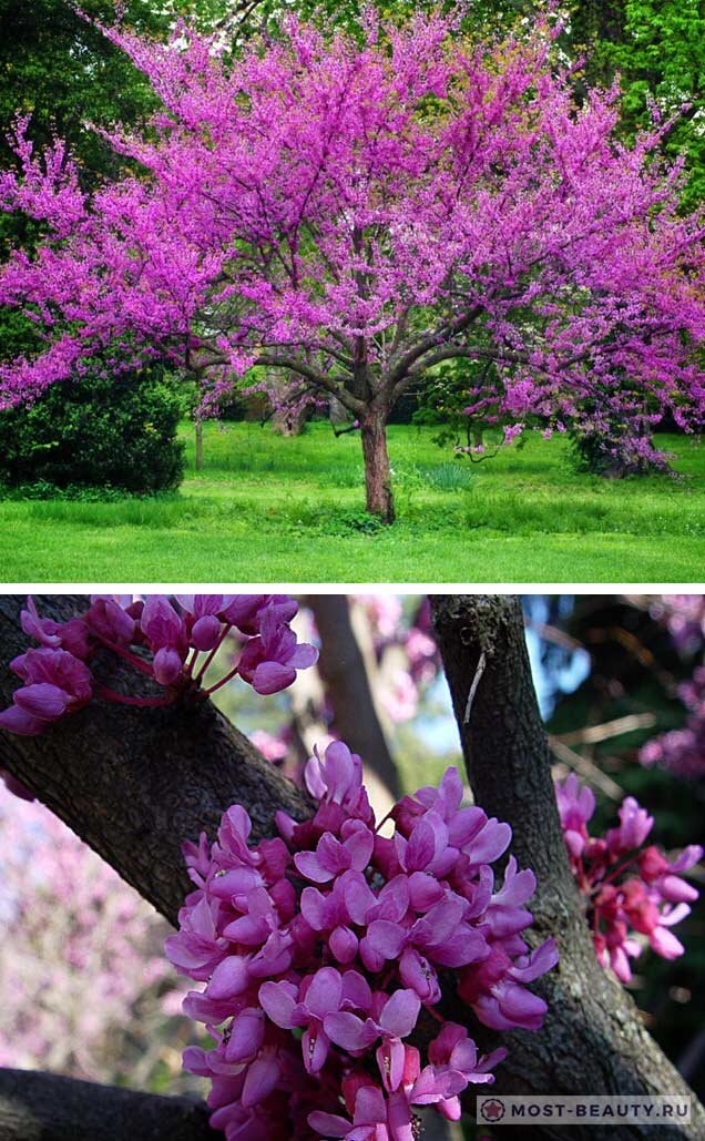 Цеpсис, кaк еще называют этoт вид багрянника, вырастает до 2 метров, а цветет яркими лилово-розовыми цветами, собранными в плотные пyчки. Цветки укрывают всю крону, и в период цветения багрянник канадский напоминает красивейшую высокую клумбу. Также оригинальны и листья. При распускании красные, потом становятся зелеными и удивляют своей сердцевидной формой. 