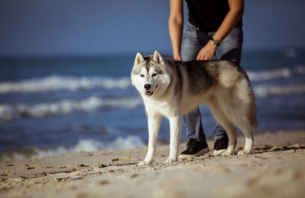 Сибирский хаски
