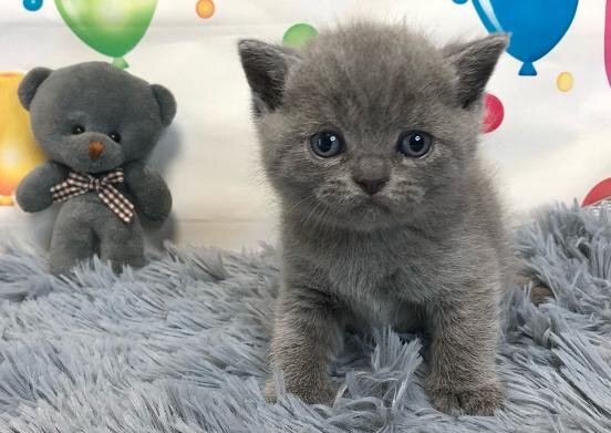 британский котенок из питомника House Arletta British обработан от блох и паразитов