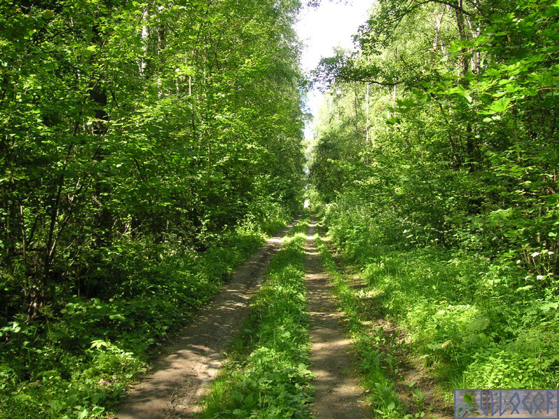 Дорога по лесу.