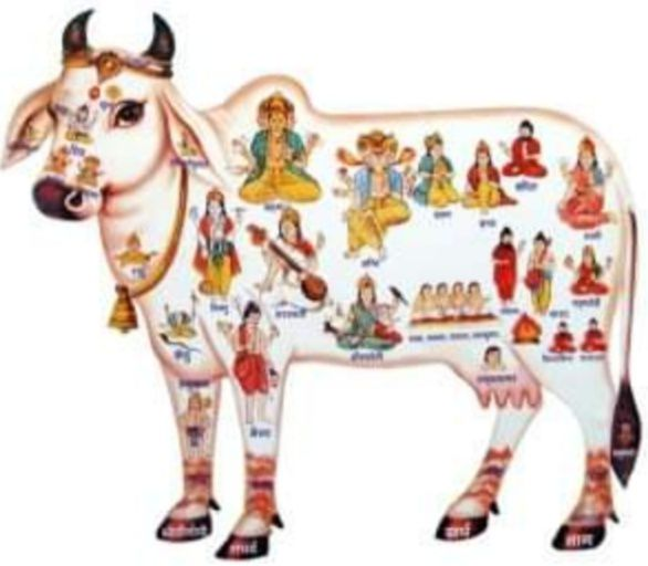 «Holy cow» — священная корова. Как её называют индусы, «gaumata» («гомата»). В переводе с санскрита «gau» значит «корова», «мата» — мать.-2