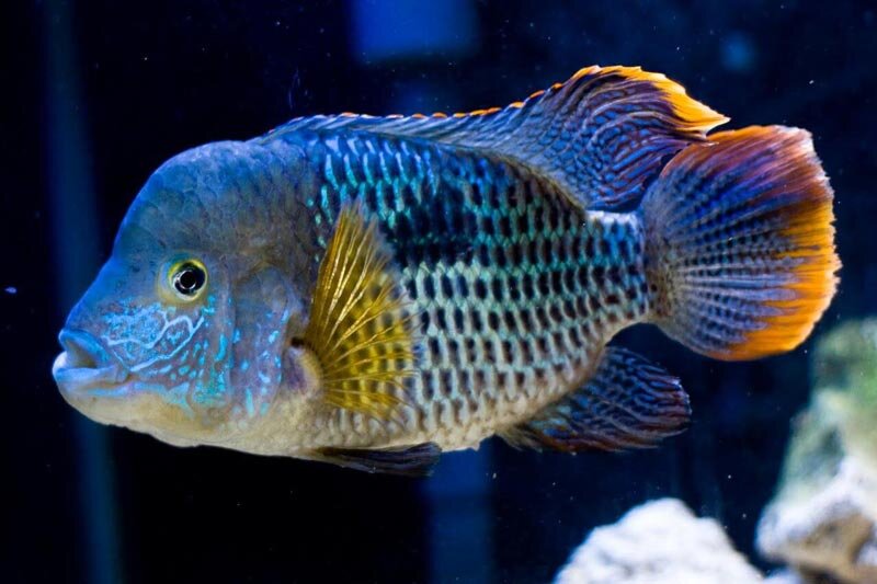 Красавичка