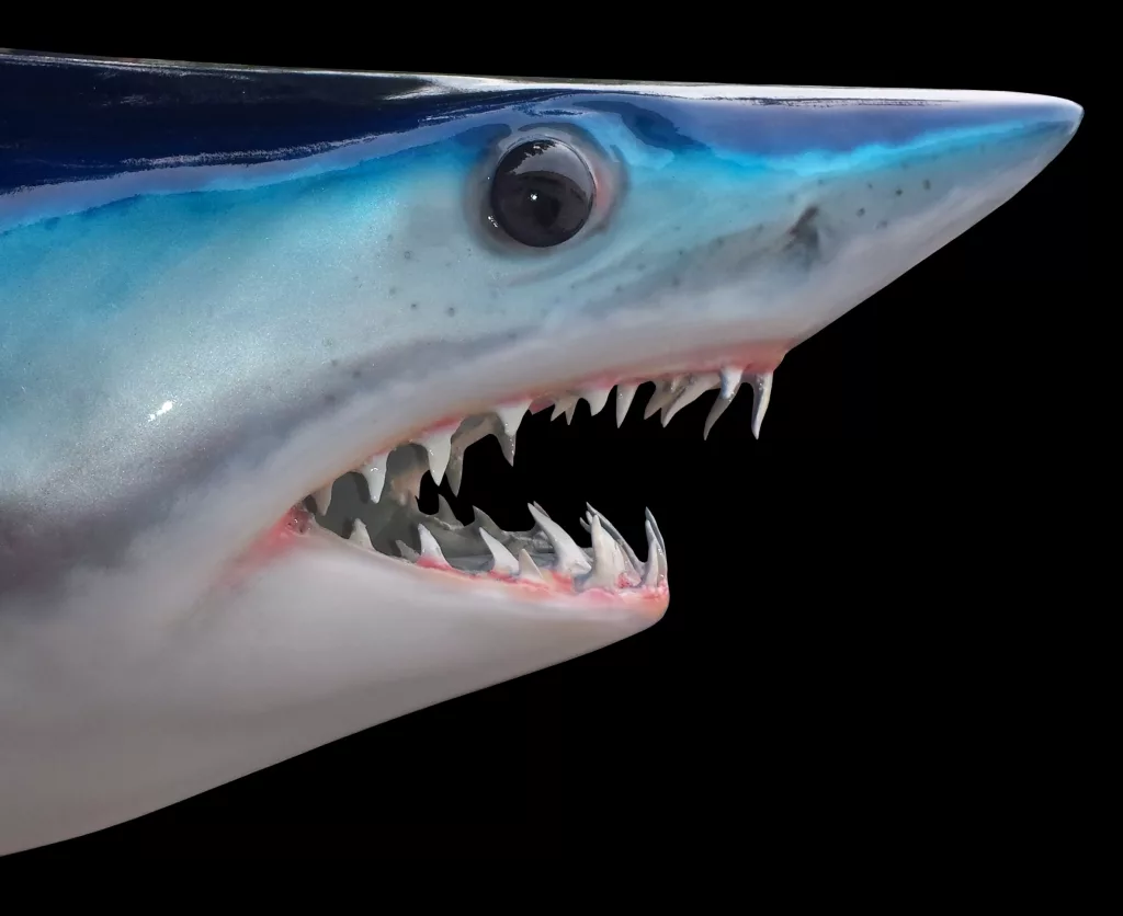 Акула мако опасна ли для человека. Акула мако. Isurus oxyrinchus акула мако. Сельдевая акула мако. Серо голубая акула мако.