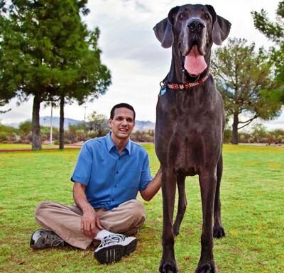 Длина лапы Джорджа — 1 метр и 10 сантиметров, а расстояние от кончика носа до хвостика — не много не мало — 2 метра и 21 сантиметр. При этом вес собаки составляет целых 110 кг. 


Хозяин «малыша» — Дэйв Нэссер, простой американский парень из Аризоны. И приходится ему не просто, так как рацион его питомца превышает 60 кг еды за 1 месяц.

Когда Дэйв приобретал щенка, он и подумать не мог какой огромный из нее вырастет пес.

Путешествовать с ним тоже не просто, так как милая собачка не помещается на заднем сидении огромного джипа Дэйва. Но мужчина все равно просто обожает своего пса, который по совместительству приходится ему 