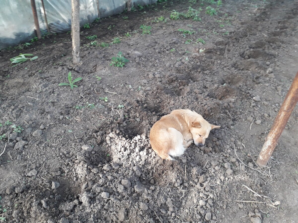 Собака на сене
