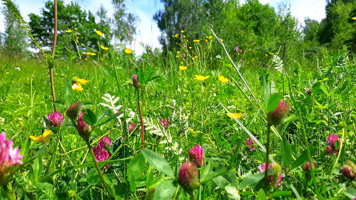 Праздник Троицы