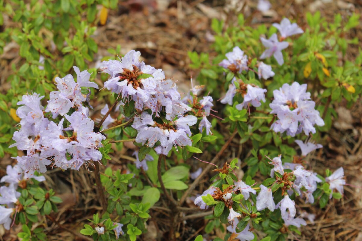 Rhododendron impeditum "Blue Tit" в моем саду 6 июня