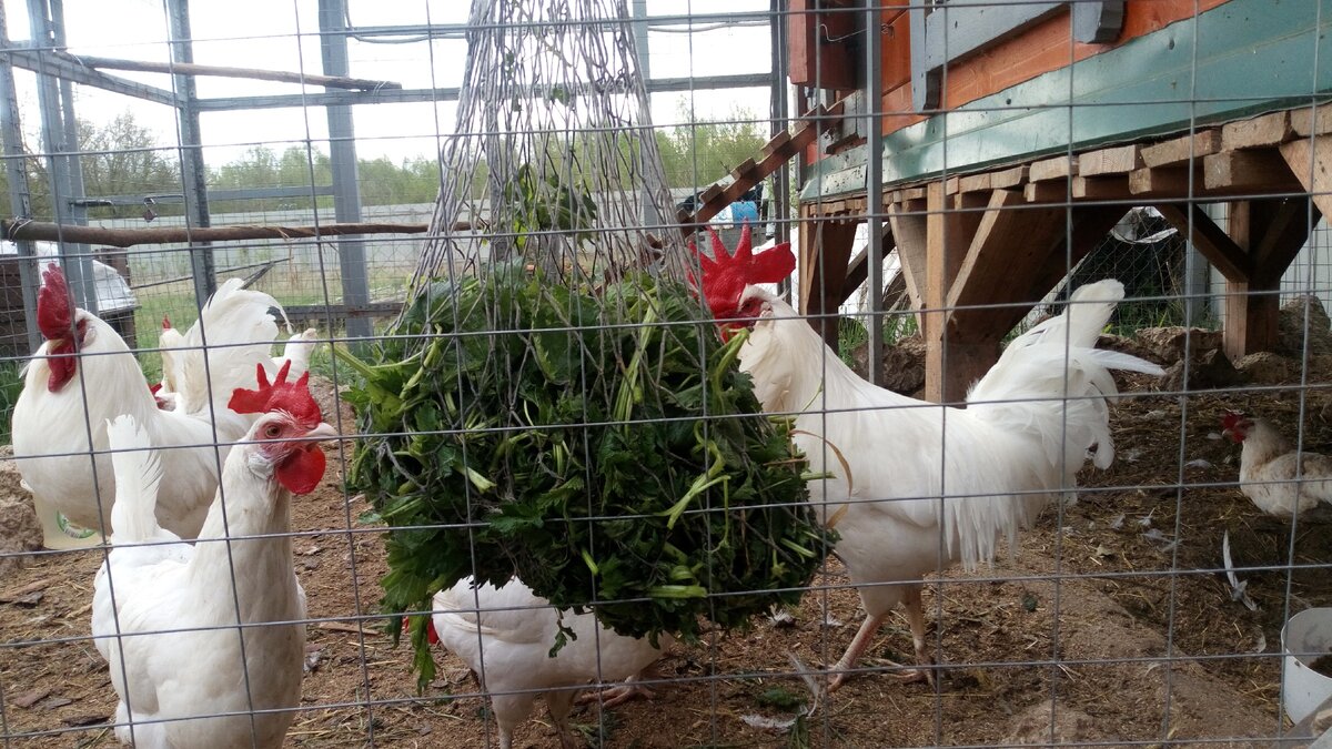 Крапива в сетке.