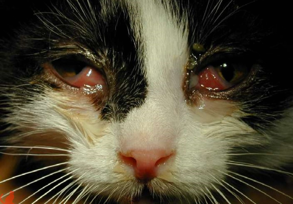 Хламидиоз у кошек передается ли кошкам. Инфекционный ринотрахеит кошек. Хламидиоз у кошек передается ли кошкам. Симптомы хламидиоза у кошек. Хламидиоз у кошек передается ли кошкам.