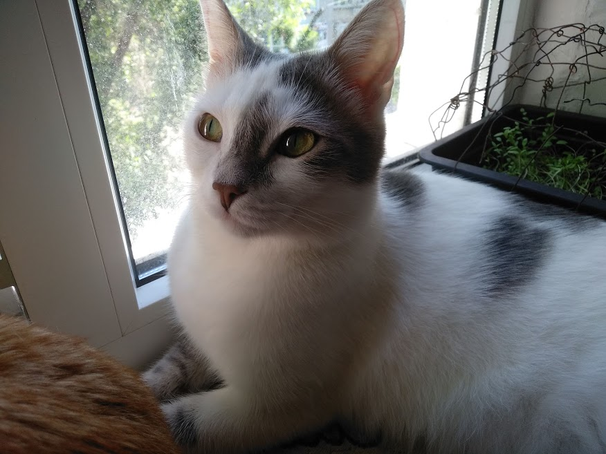 Кот по кличке Киса