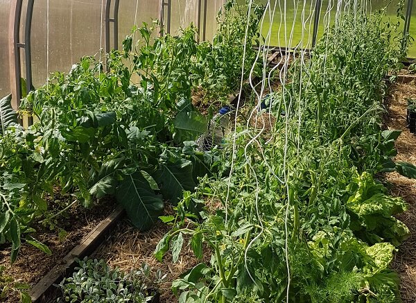 Томаты в теплице