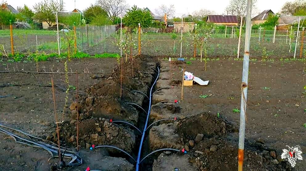 Капельный полив для винограда. Капельный полив виноградника. Трубы для полива винограда. Саженцы двухлетки винограда. Капельное орошение сад виноградный.