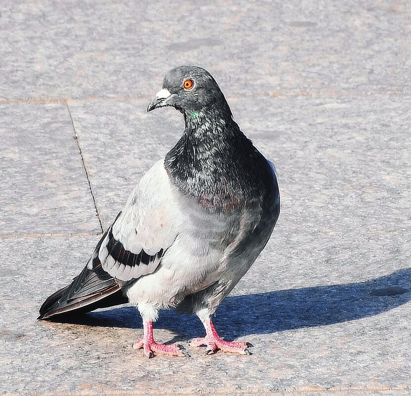 Сизый голубь давно стал обитателем каменных джунглей. Но для многих остаётся загадкой, как этой птице удаётся поддерживать популяцию в условиях города, если практически никто и никогда не видел птенца городского голубя.