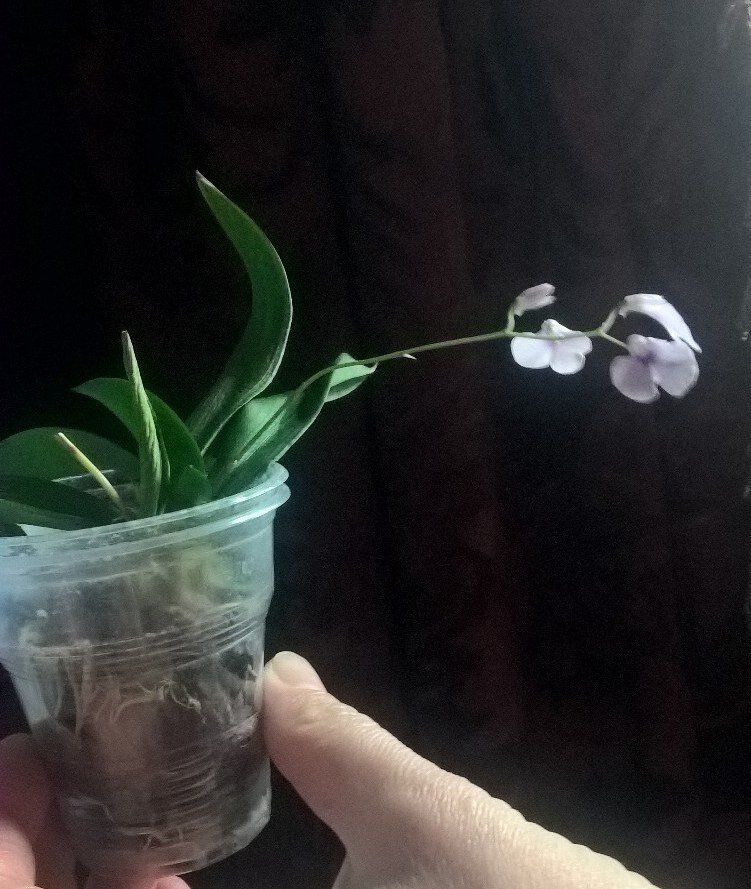 Орхидея Ionopsis utricularioides. Цветение 2017г. Фото из личного архива автора