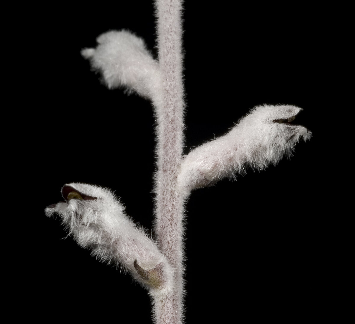 Цветки Conospermum undulatum (Kevin Thiele from Perth, Australia / CC BY (https://creativecommons.org/licenses/by/2.0)