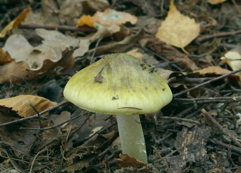 Обратите внимание на благородную "штриховку" шляпки. На фото не видно ни вольвы, ни кольца, но гриб всё равно узнаваем (фото И.Лебединского)