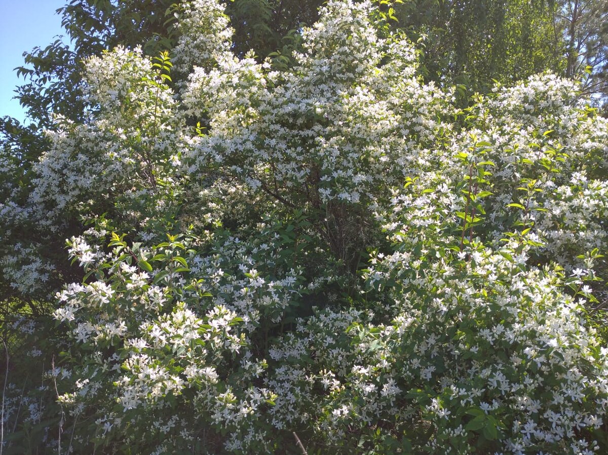 Жимолость Татарская зимой
