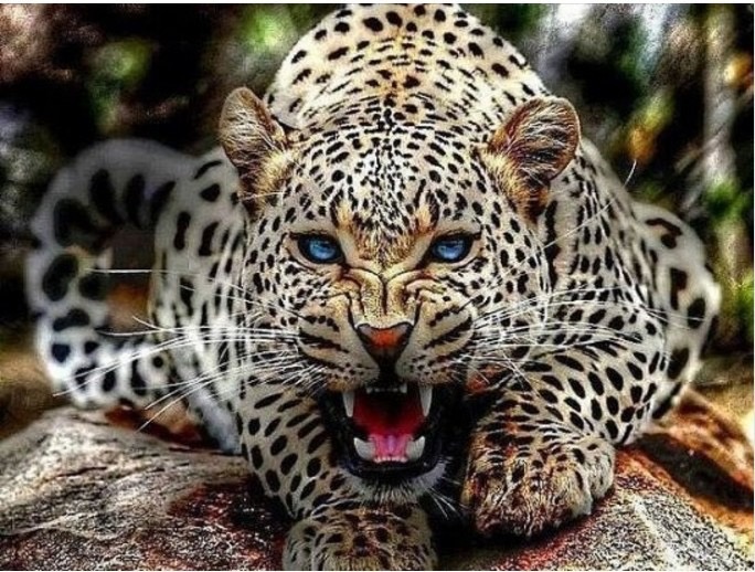 вот какие мы дикие животные 