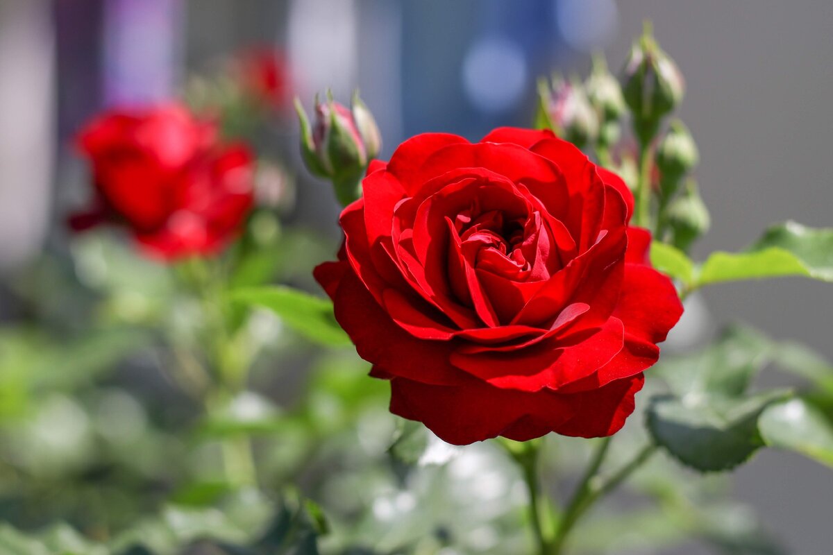 Чтобы ваши розы цвели с мая и до заморозков, соблюдайте три простых правила