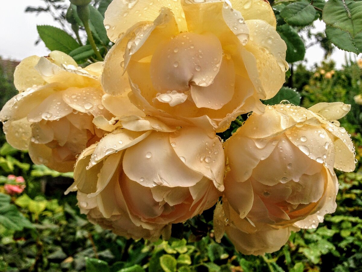 Чтобы ваши розы цвели с мая и до заморозков, соблюдайте три простых правила
